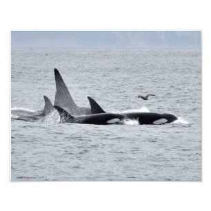 11X14 Orca Whales - Fyra i Unison med Fiskmås Fototryck