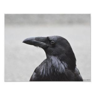 11X14 Raven den magnifika! Fototryck
