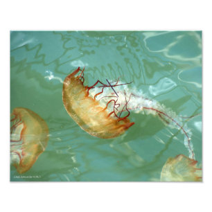 11X14 Sea Nettle Jellyfish Fototryck