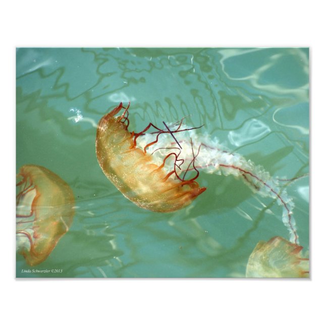 11X14 Sea Nettle Jellyfish Fototryck (Framsidan)