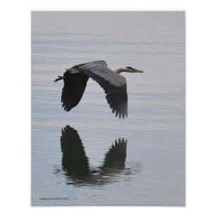 11X14 Underbar blå Heron under flygning Fototryck