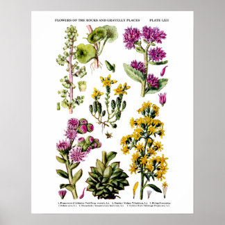 12 Botaniska illustrationer, engelska Vilden Flowe Poster