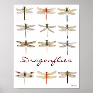 12 Dragonfly Art Poster