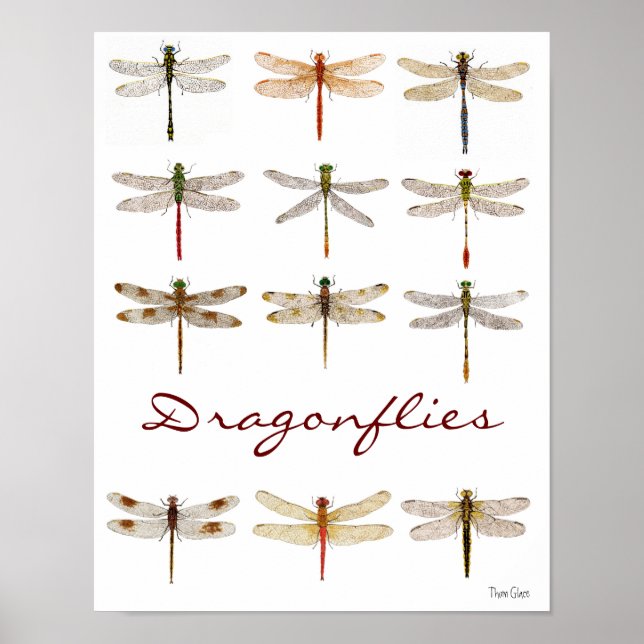 12 Dragonfly Art Poster (Framsidan)
