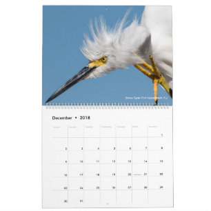 12 fåglar för fotografi 2018 för ~-Tom rygg Kalender