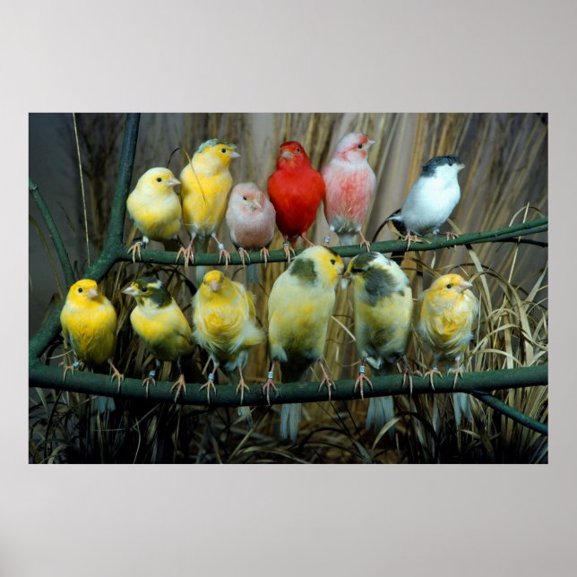 12 Kanarienvoegel, Kanarienvogel (Serinus canaria Poster (Framsidan)