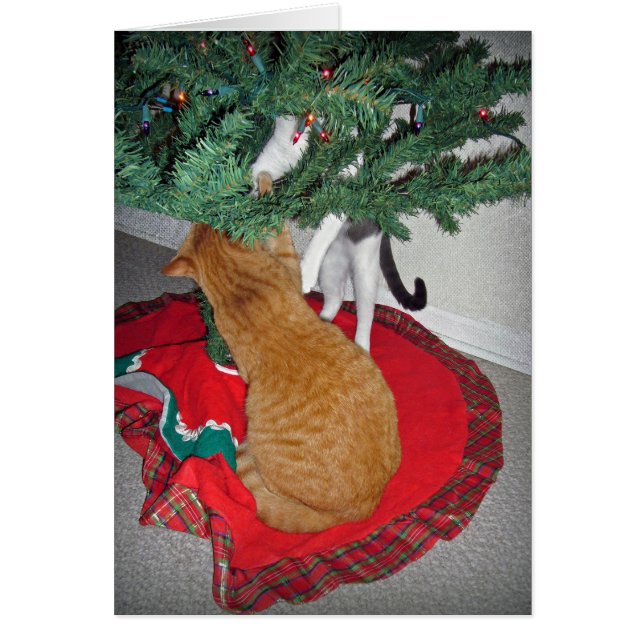 12 Kattor vid klimat Hälsningskort (Framsidan)