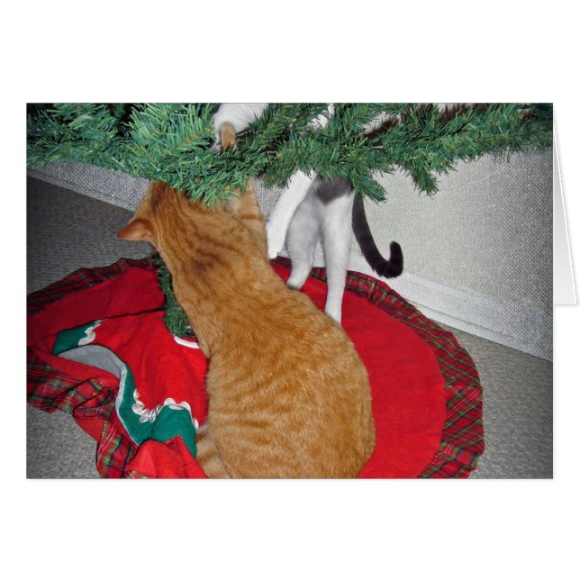 12 Kattor vid klimat Hälsningskort (Framsidan Horizontal)