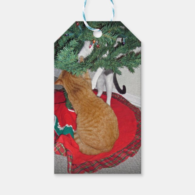 12 Kattor vid klimat Presentetikett (Framsidan)