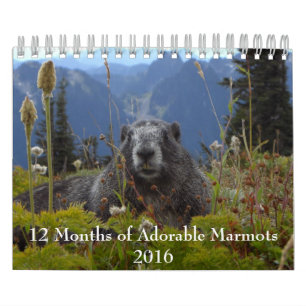 12 månader av administrativa Marmots 2016-kalende Kalender