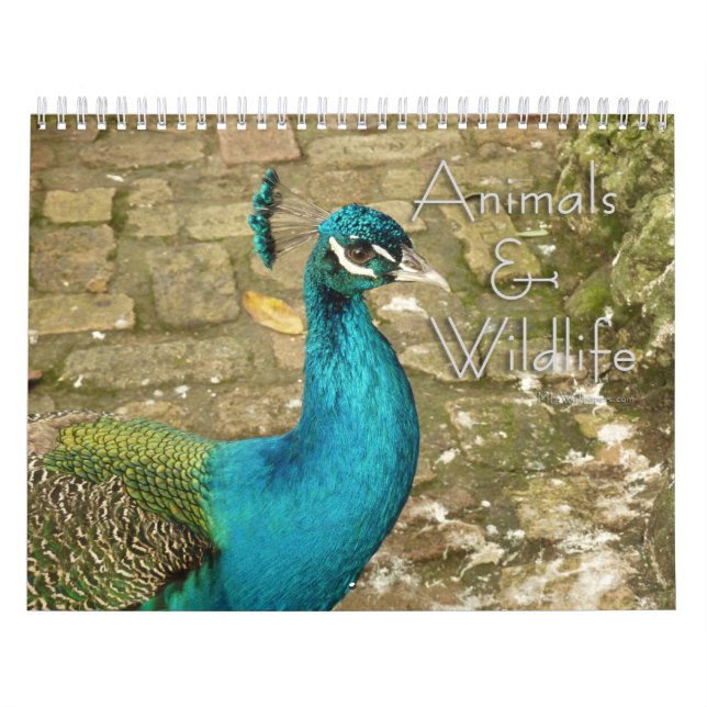12 månader med djur- och naturfotografering kalender (Omslag)