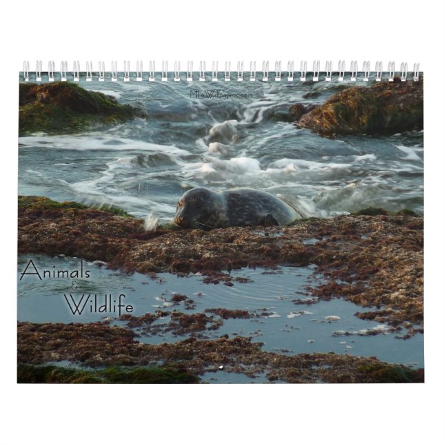 12 månader med djur- och naturfotografering kalender (Omslag)
