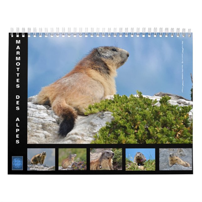 12 månaders kalender för alpina marmots (Omslag)