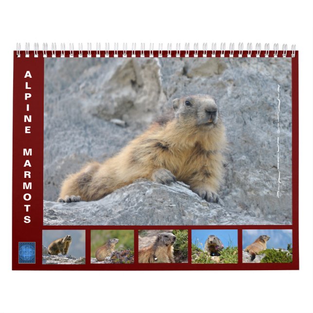 12 månaders kalender för alpina marmots (Omslag)