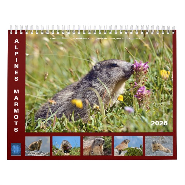 12 månaders kalender för Alpina marmots 2025 (Omslag)