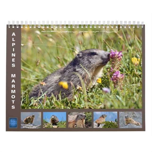 12 månaders kalender för Alpina marmots 2025 (Omslag)