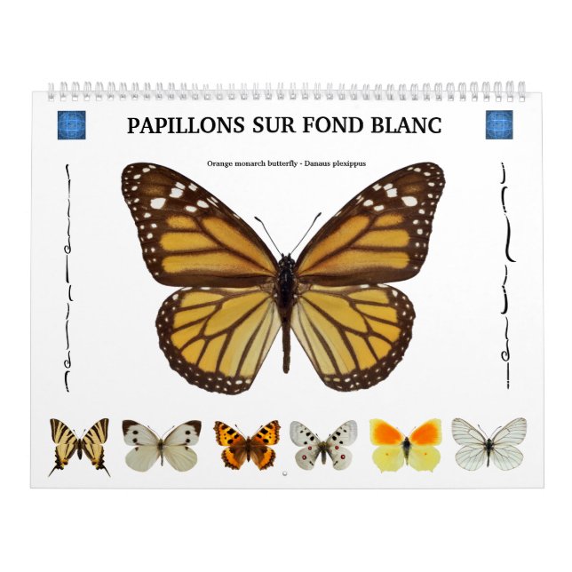 12 månaders kalender för olika fjärilar (Omslag)