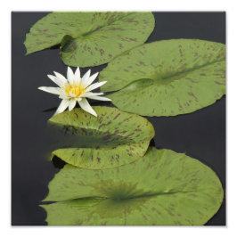 12 tum x 12 tum Vatten Lily Fototryck