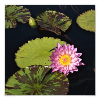 12 tum x 12 tum Vatten Lily Fototryck