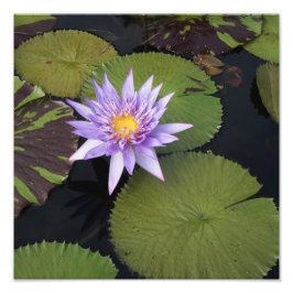 12 tum x 12 tum Vatten Lily Fototryck