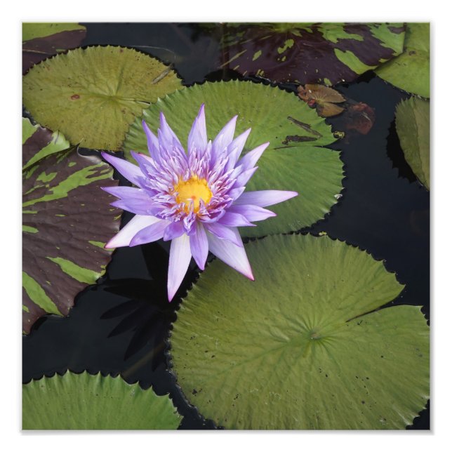 12 tum x 12 tum Vatten Lily Fototryck (Framsidan)