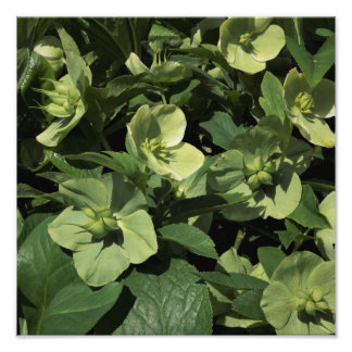 12-tums x12-tums Grönt Hellebore Fototryck