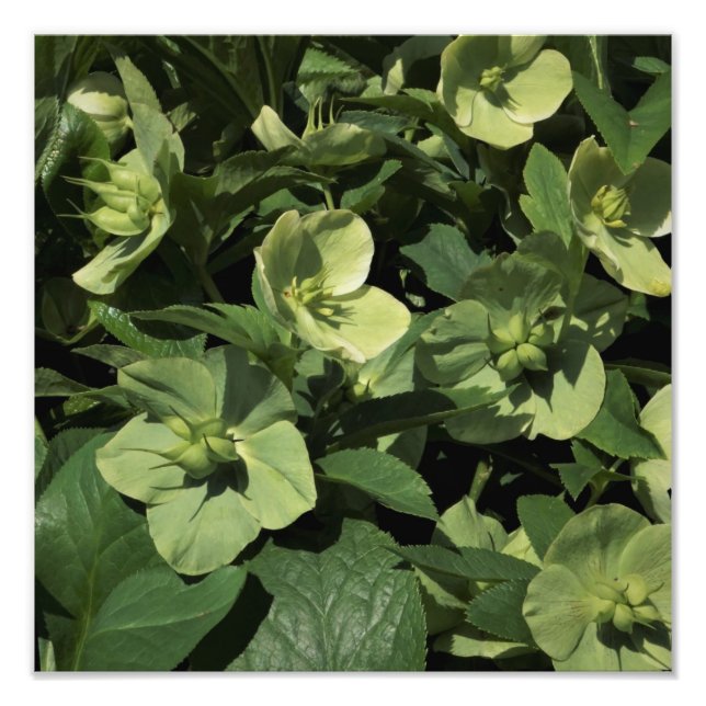 12-tums x12-tums Grönt Hellebore Fototryck (Framsidan)