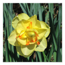12-tums x12-tums Gult Daffodil