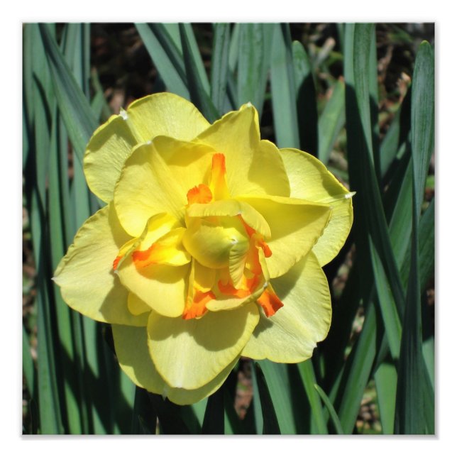 12-tums x12-tums Gult Daffodil Fototryck (Framsidan)