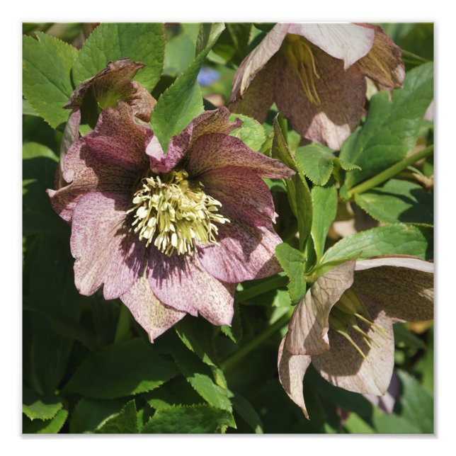 12-tums x12-tums Rosa Hellebore Fototryck (Framsidan)
