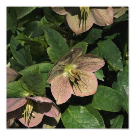 12-tums x12-tums Rosa Hellebore Fototryck