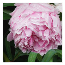 12-tums x12-tums Rosa Peony