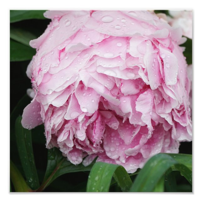 12-tums x12-tums Rosa Peony Fototryck (Framsidan)