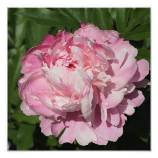 12-tums x12-tums Rosa Peony Fototryck
