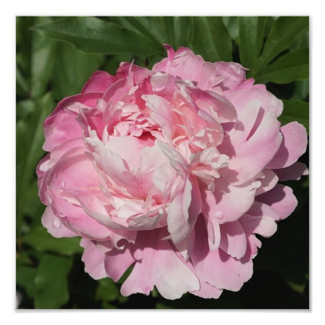 12-tums x12-tums Rosa Peony Fototryck (Framsidan)