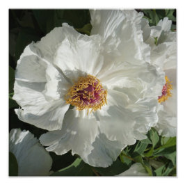 12-tums x12-tums Träd Peony Fototryck