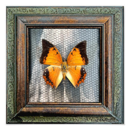 12-tums x 12-tums svart Charaxes Butterfly Fototryck