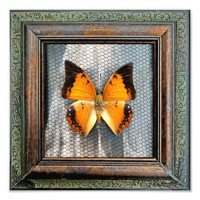 12-tums x 12-tums svart Charaxes Butterfly Fototryck (Framsidan)