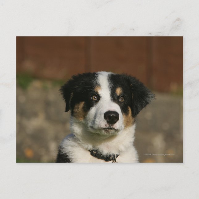 12 veckor gammal border collie valp huvudskott vykort (Framsida)