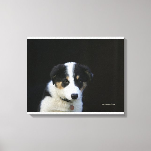 12 veckor gammal Gräns Collie Puppy Canvastryck (Framsida)