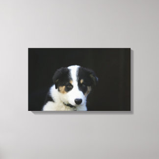 12 veckor gammal Gräns Collie Puppy Canvastryck