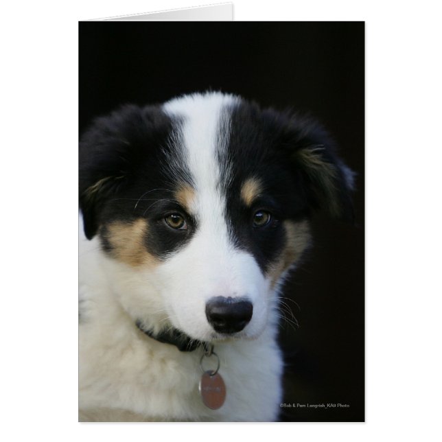 12 veckor gammal Gräns Collie Puppy Hälsningskort (Framsidan)