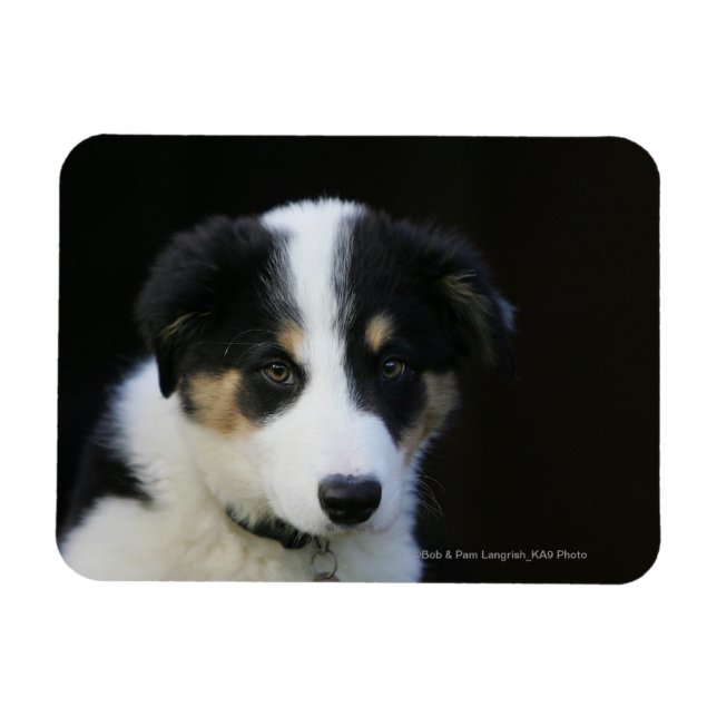 12 veckor gammal Gräns Collie Puppy Magnet (Horisontell)
