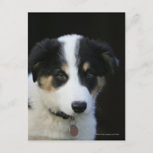 12 veckor gammal Gräns Collie Puppy Vykort