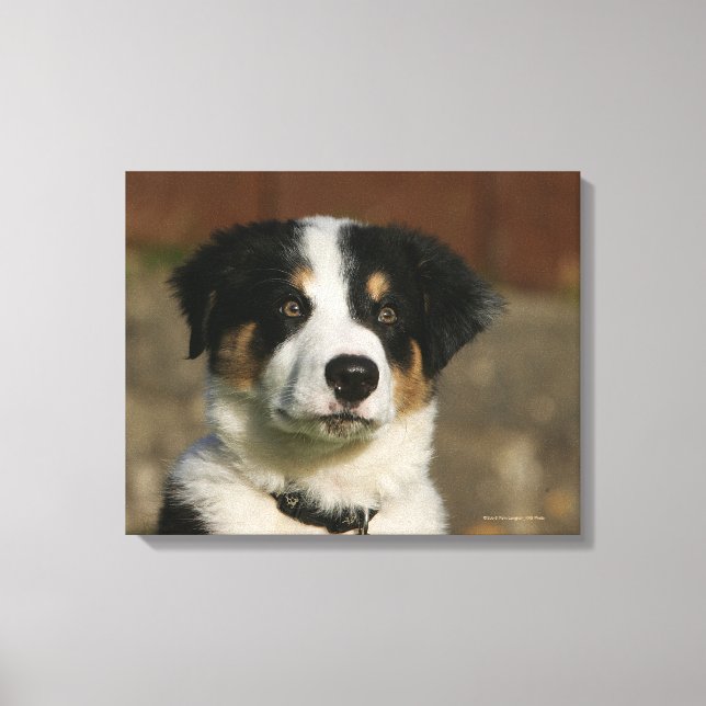 12 veckors gammaldags Gräns Collie Puppy Headshot Canvastryck (Framsida)