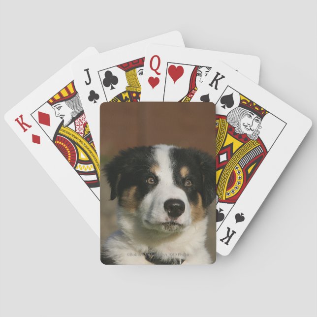 12 veckors gammaldags Gräns Collie Puppy Headshot Casinokort (Baksidan)