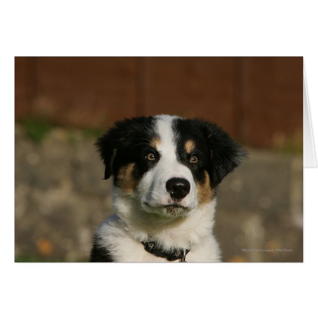 12 veckors gammaldags Gräns Collie Puppy Headshot Hälsningskort (Framsidan Horizontal)