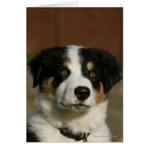 12 veckors gammaldags Gräns Collie Puppy Headshot Hälsningskort