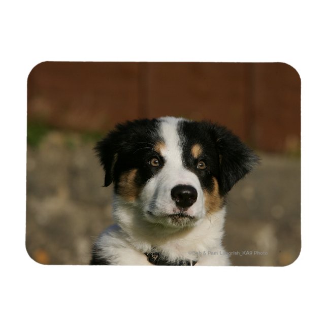 12 veckors gammaldags Gräns Collie Puppy Headshot Magnet (Horisontell)