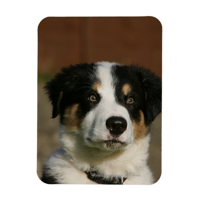 12 veckors gammaldags Gräns Collie Puppy Headshot Magnet (Vertikal)